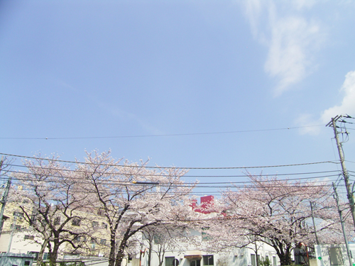 sakura