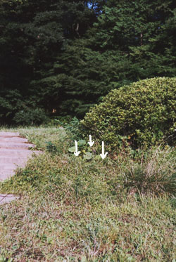 gen