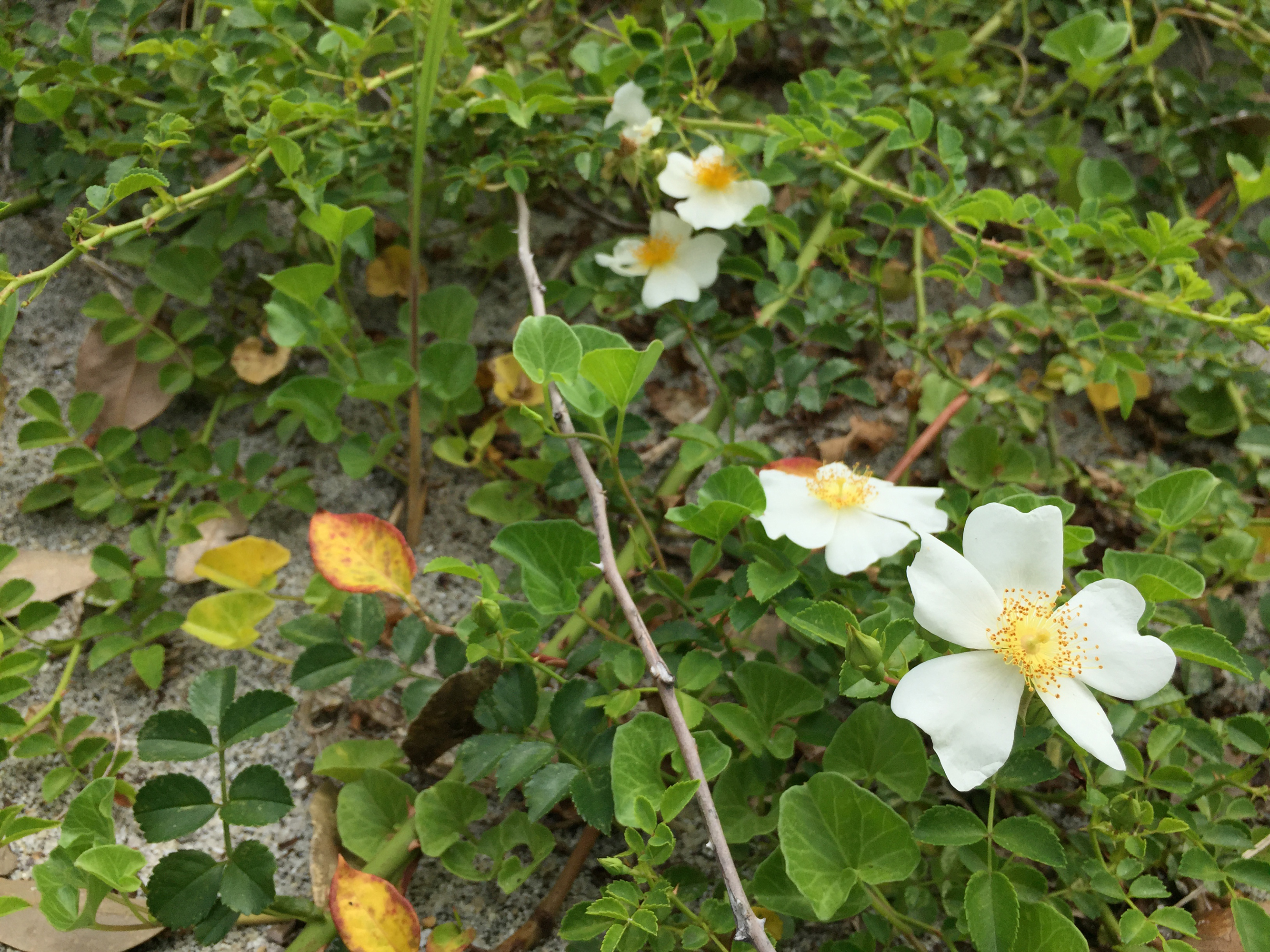 Hello 屋久島だより 高田みかこ 01 白い花の季節