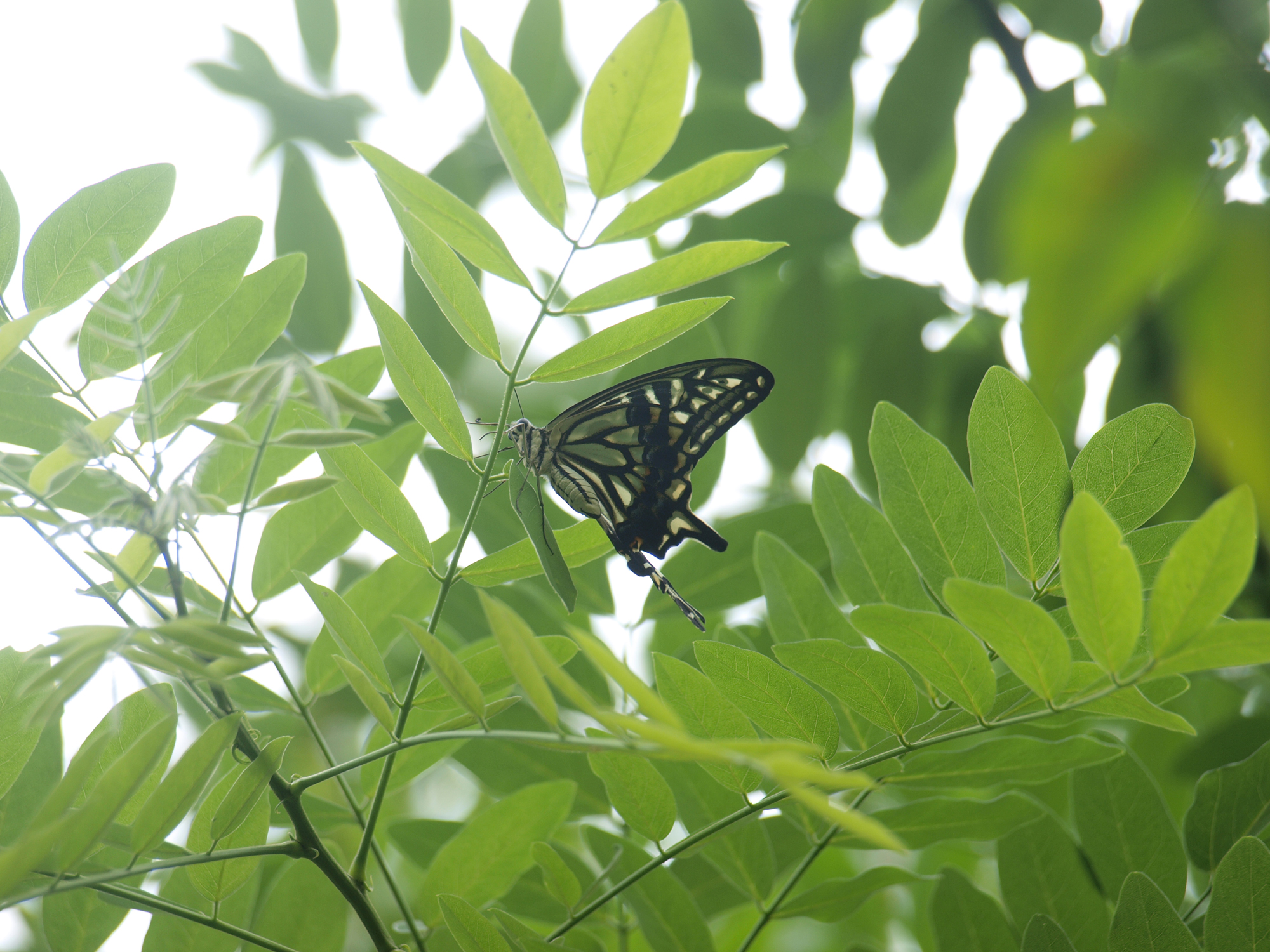 山椒の葉 小さめ180枚 アゲハ幼虫餌 無農薬 - 虫類用品